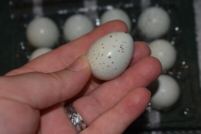 Celadon Quail Eggs - 1 Dozen