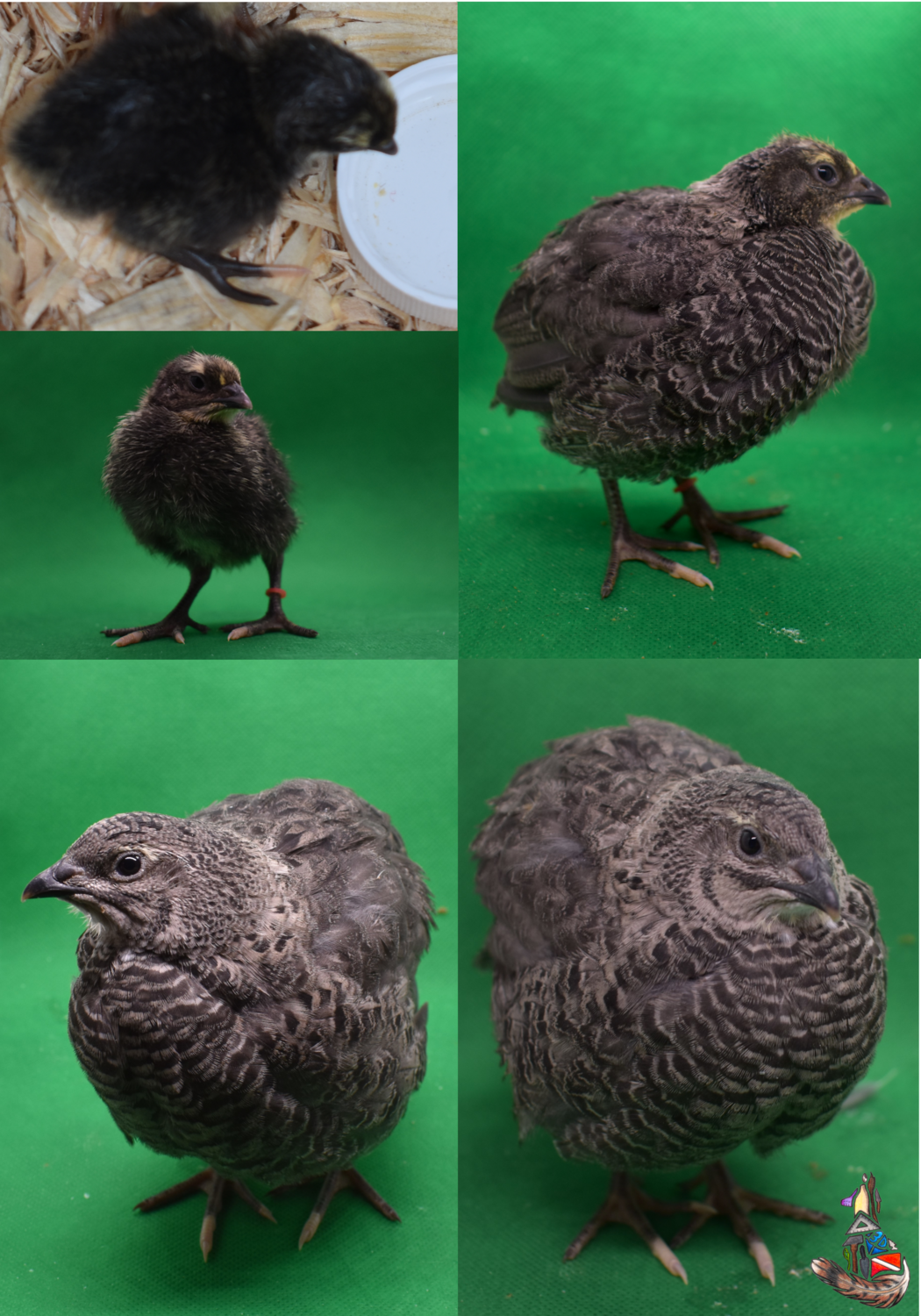 Chicks: Coturnix Straight Run (7) - Random Colors