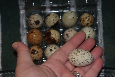Fresh Coturnix Quail Eggs - 1 Dozen - Marbled/Speckled Brown
