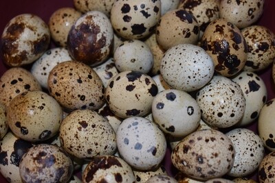 Fertile Hatching Eggs: Coturnix - 1 Dozen