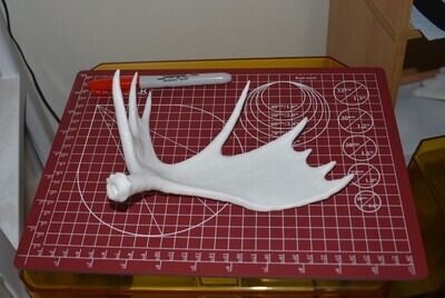 Mini Moose Antler Set