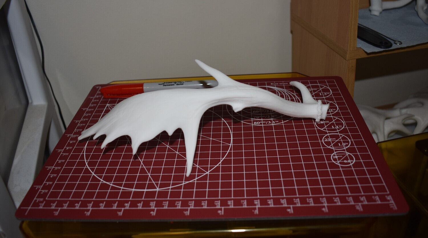 Mini Fallow Deer Antler Set