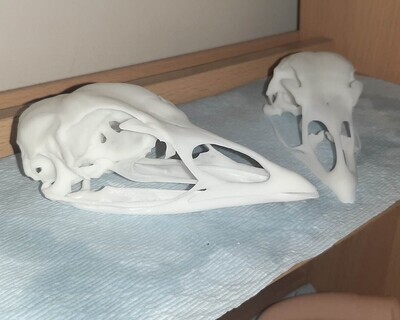 Turkey Skull V3