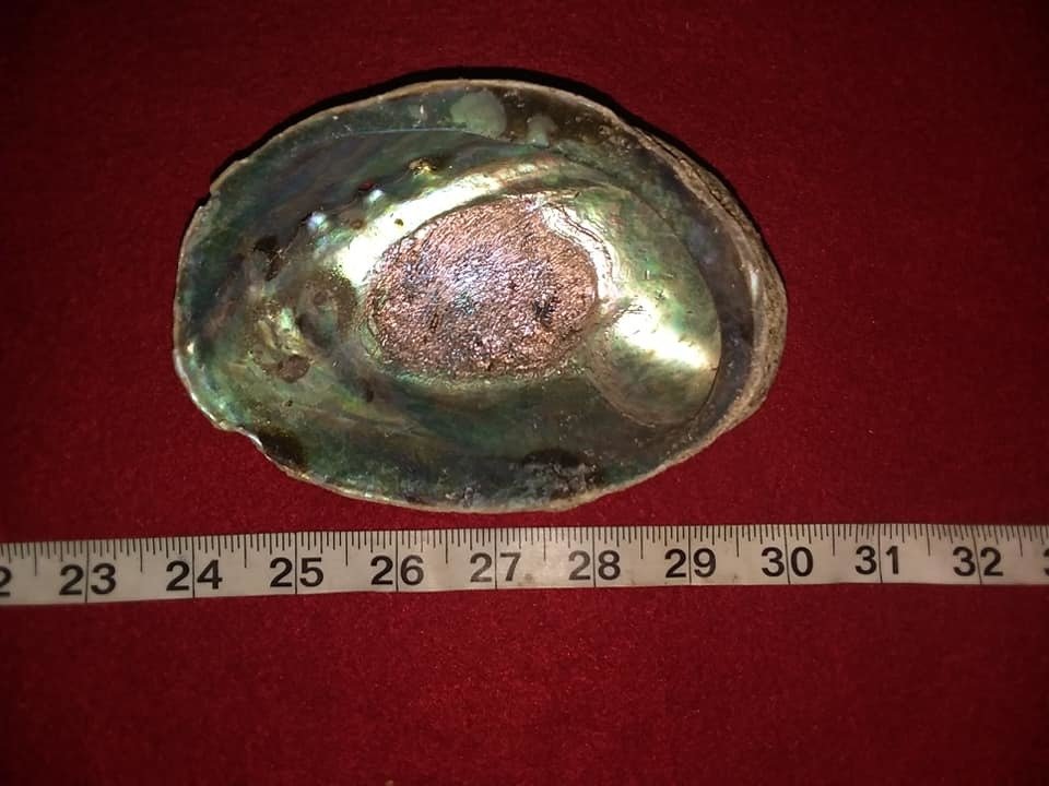 Abalone Shell