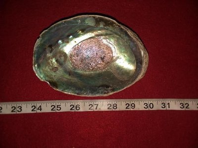 Abalone Shell
