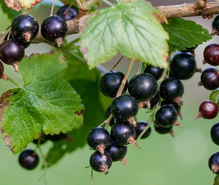 Black Currant Tea