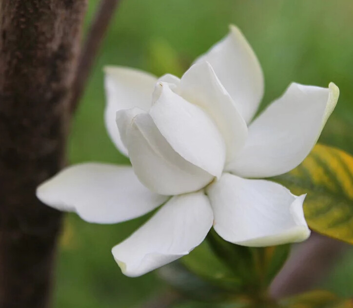 Jasmine Tea