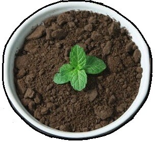 Chocolate Mint Tea