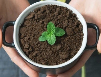 Chocolate Mint