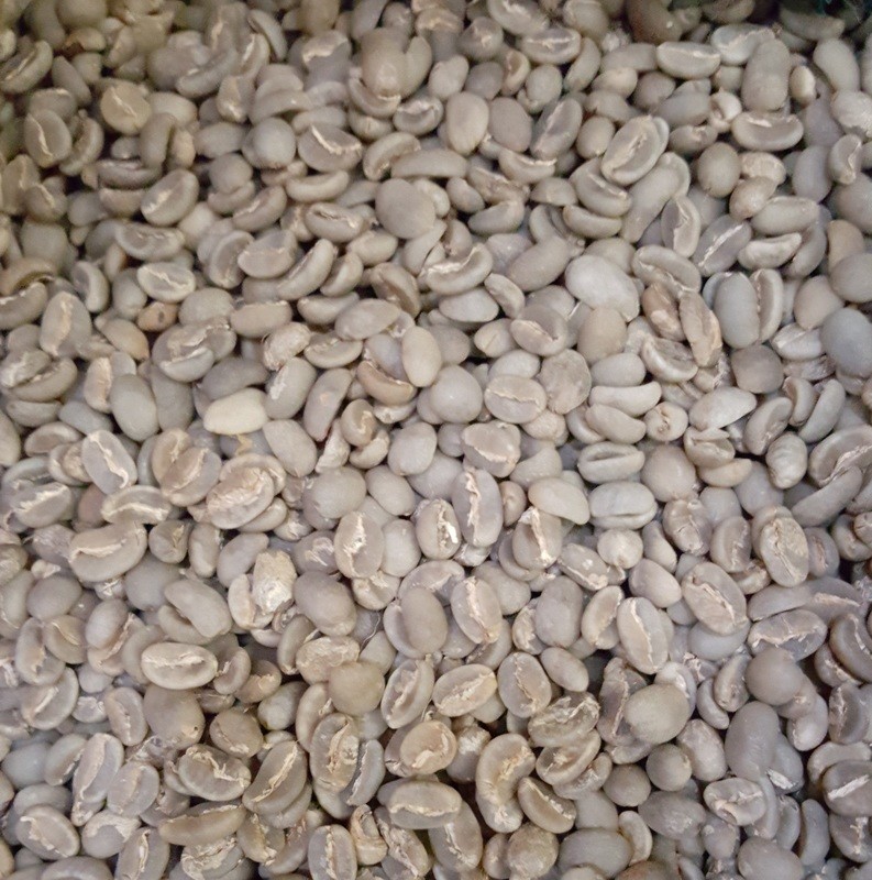 Celebes Kalossi Green Beans
