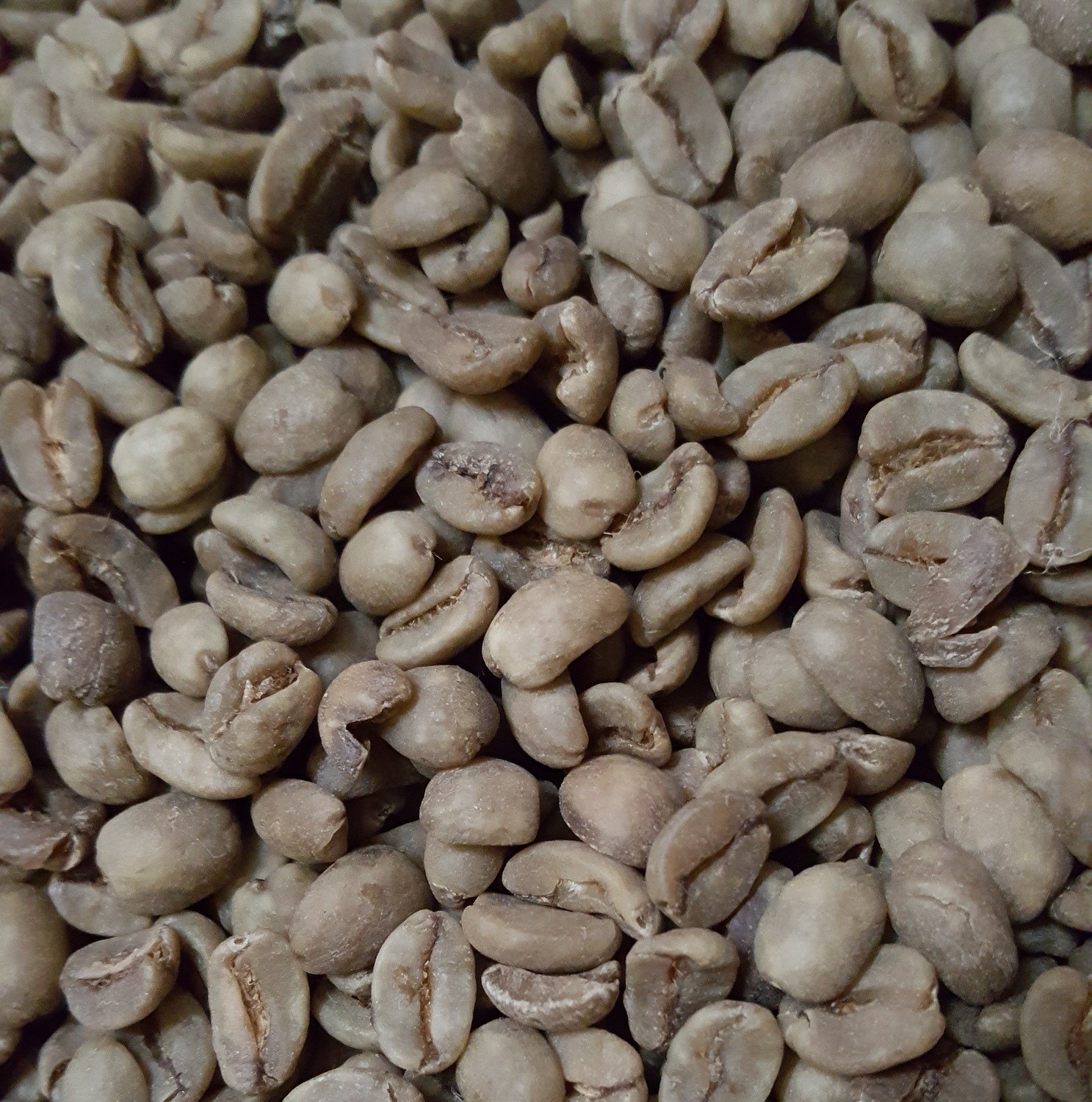 Peruvian Organic SWP Decaf Green Beans