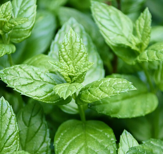 Herbal Peppermint Rooibos Tea
