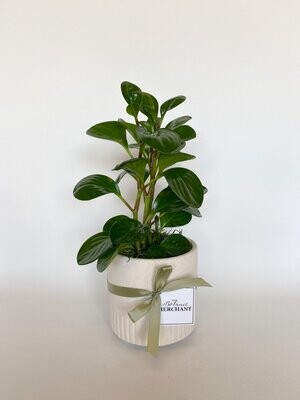 Peperomia Plant in Pot
