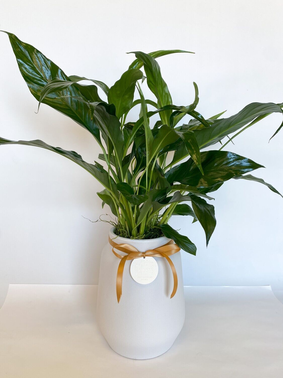 Peace Lily in Pot