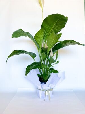 Peace Lily in Wrap