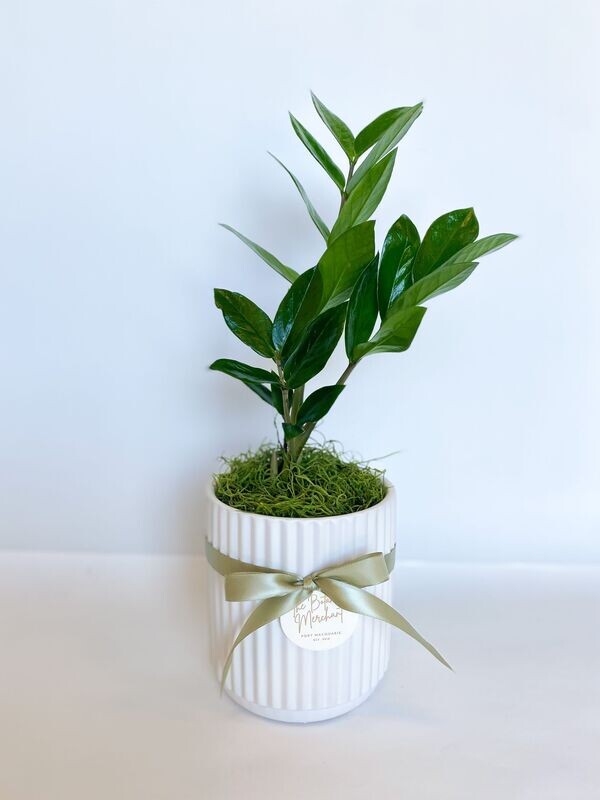 Zanzibar in Pot