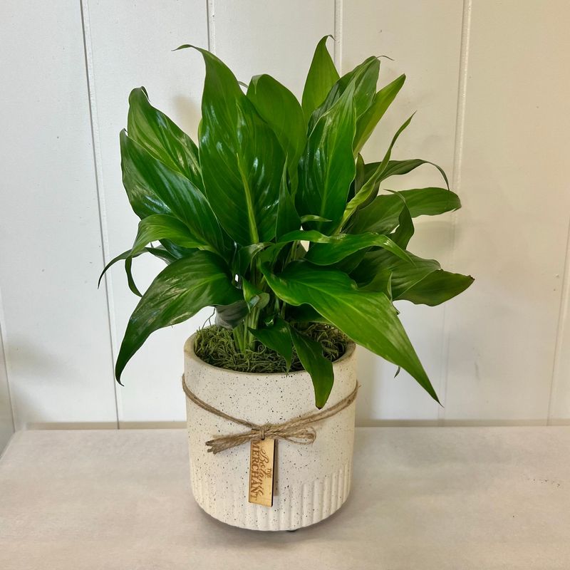 Peace Lily in  Pot