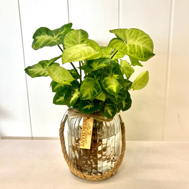Syngonium Pixie Hydroponic
