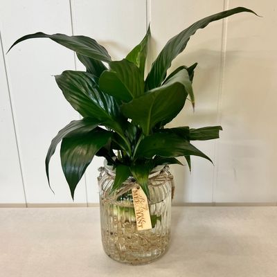 Peace Lily Hydroponic