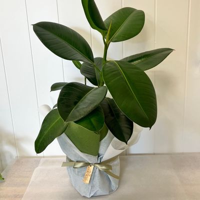 Rubber Plant in Wrap
