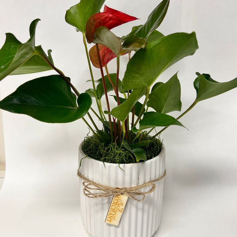 Anthurium in Pot