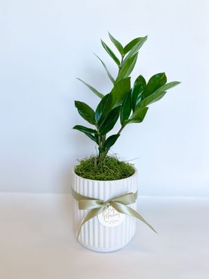 Indoor Plants