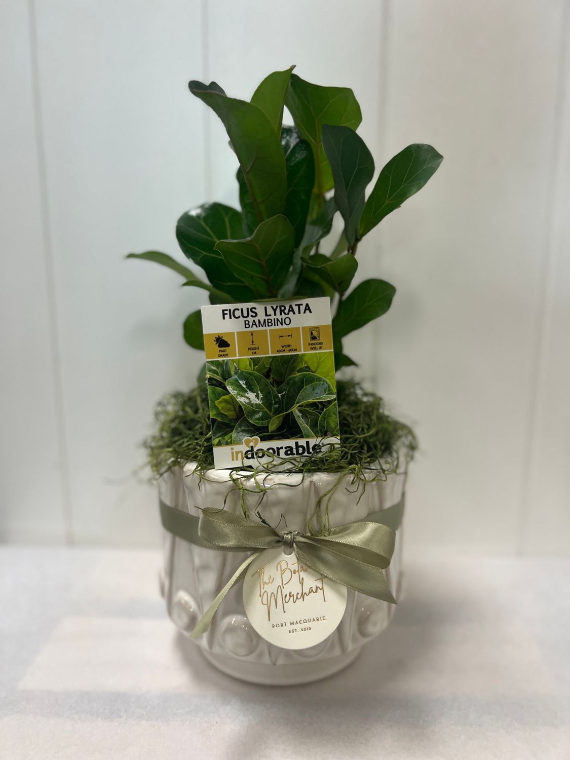 Bambino Fiddle Leaf in Pot