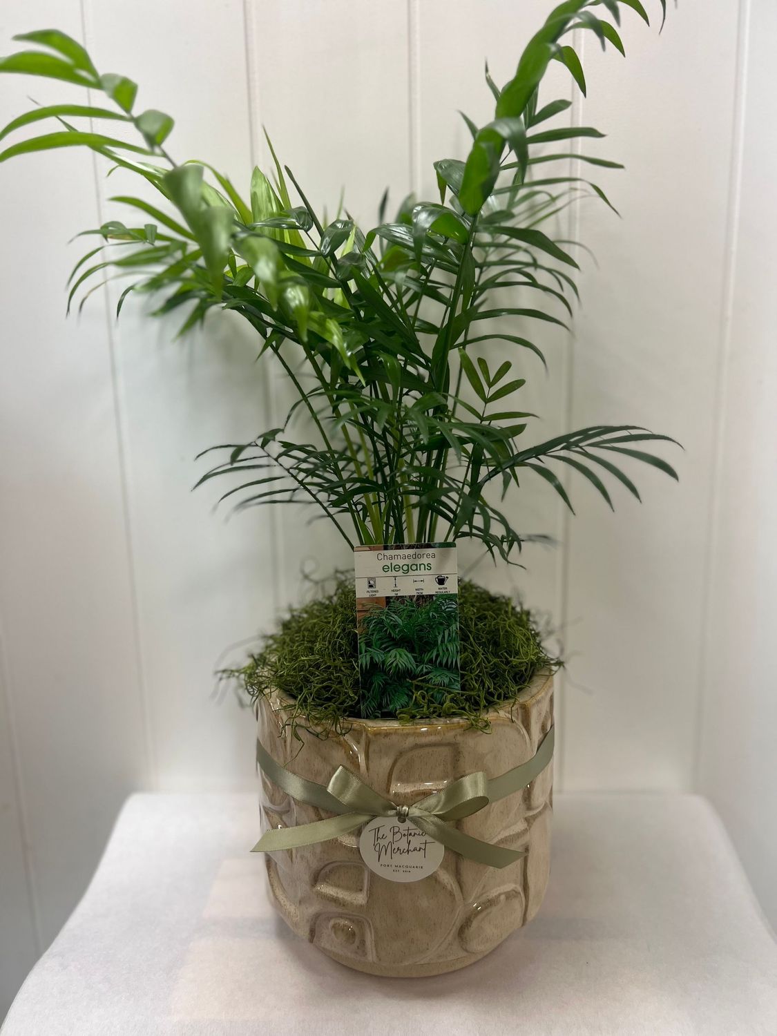 Parlour Palm in Nougat Pot