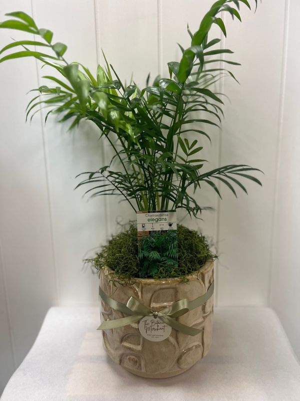 Parlour Palm in Nougat Pot