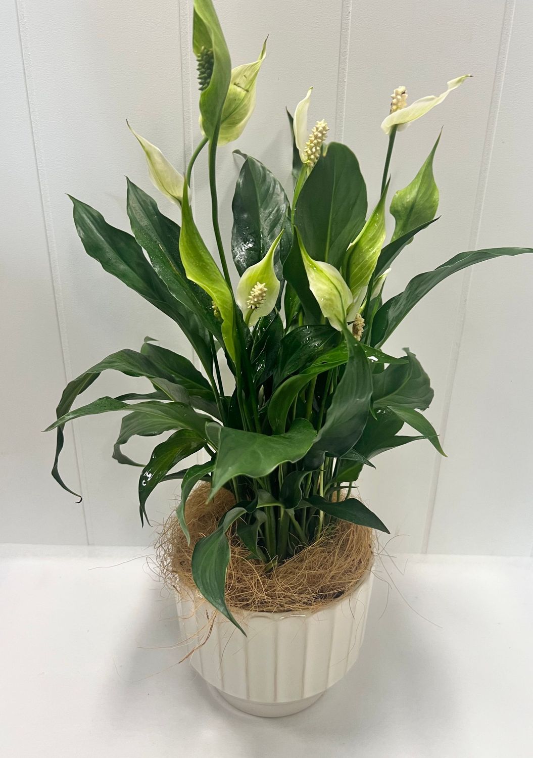 Peace Lily in  Pot