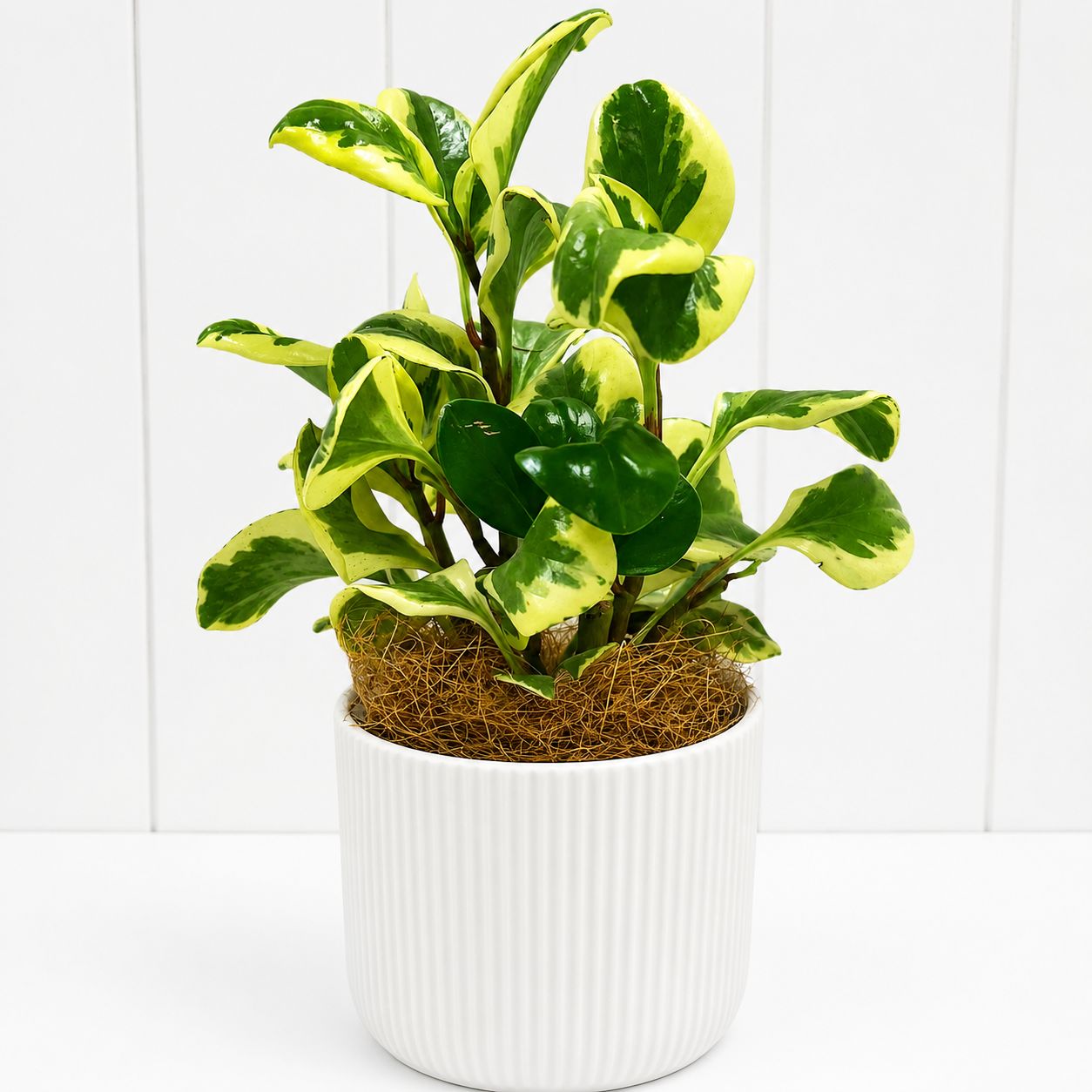 Peperomia Plant in Pot