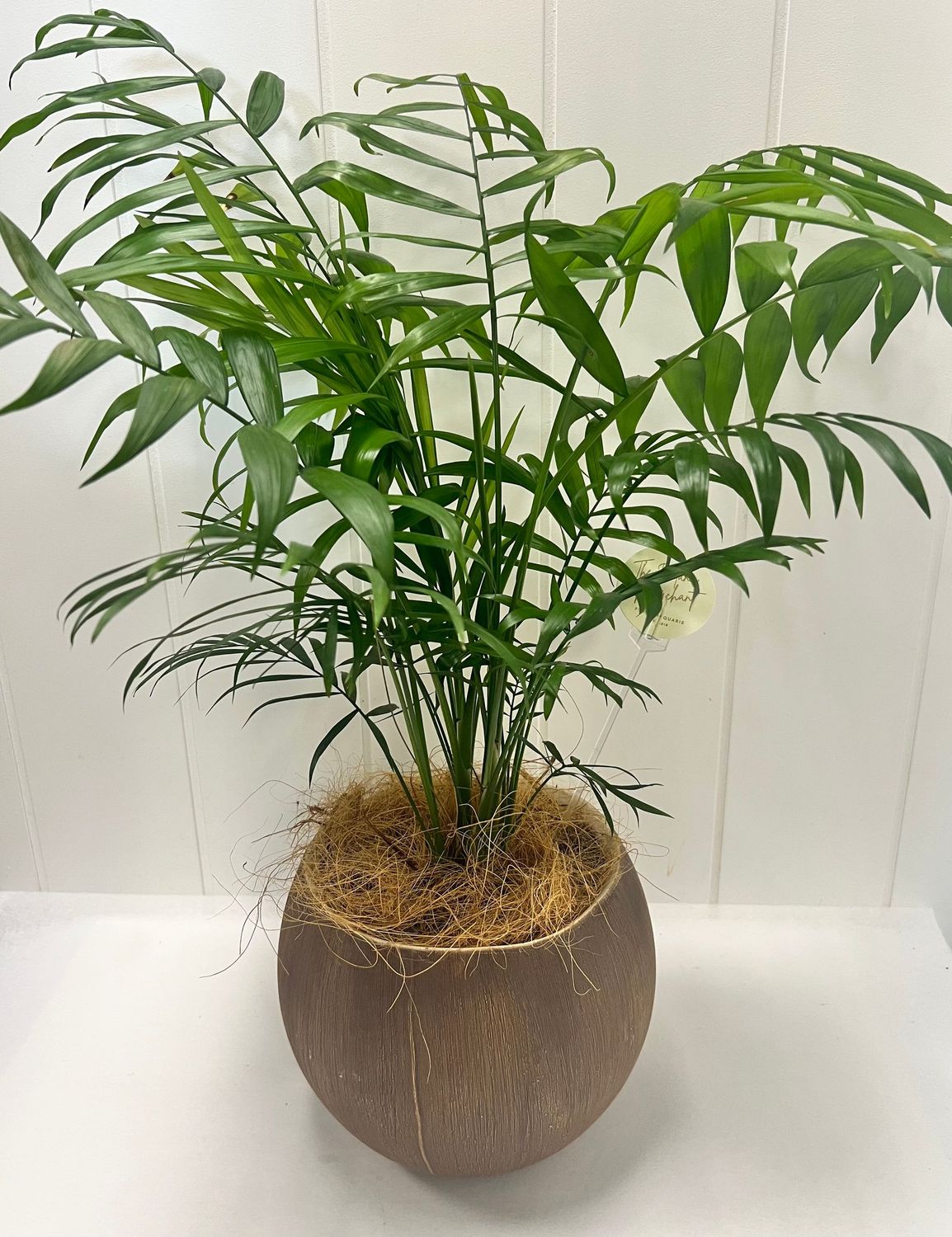 Parlour Palm in Pot
