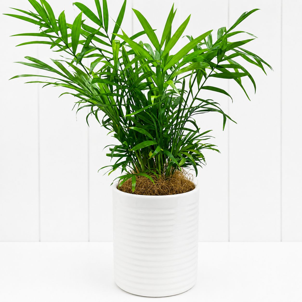Parlour Palm