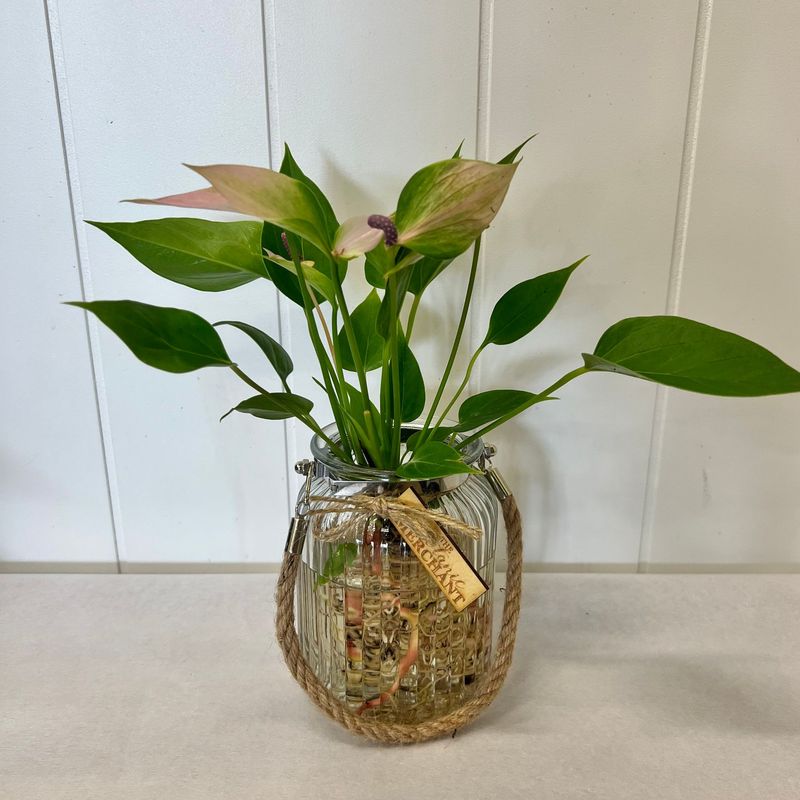 Anthurium Hydroponic