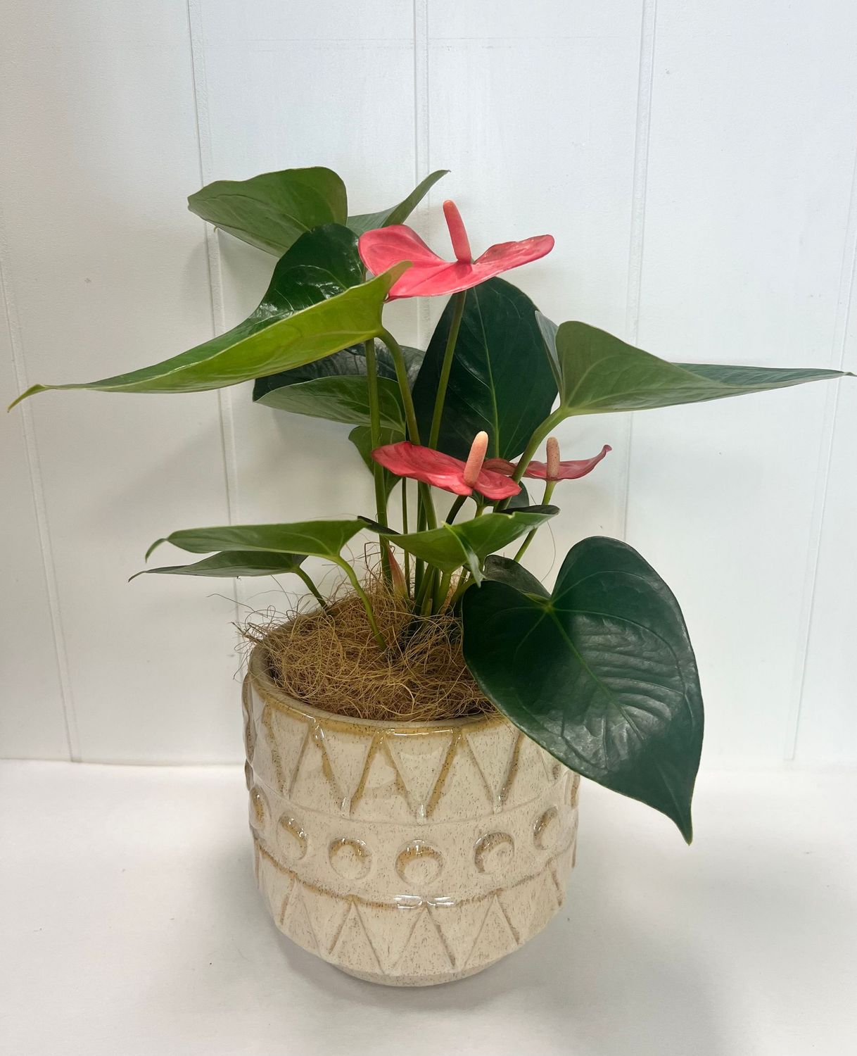 Anthurium in Pot