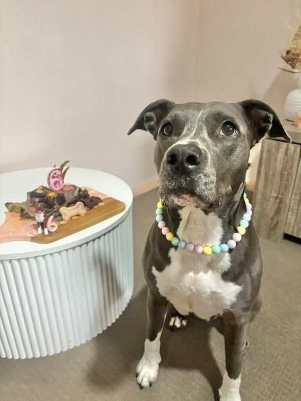 Pet Figure - Birthday Clay Caketopper with Number &amp; Name