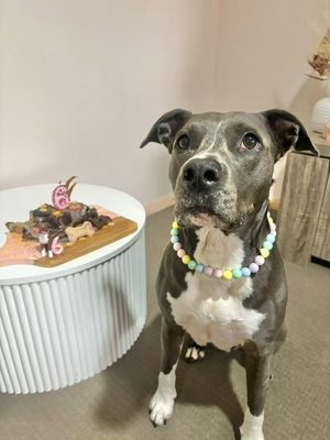 Pet Figure - Birthday Clay Caketopper with Number &amp; Name