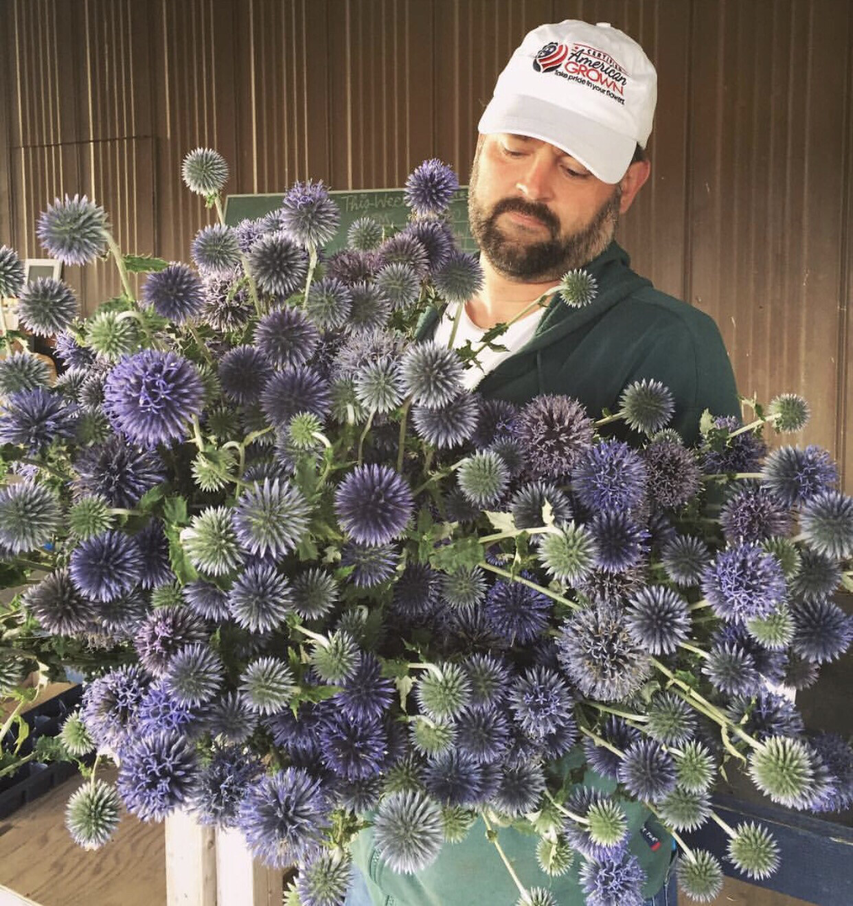 Echinops ritro “Blue Globe Thistle” Seeds