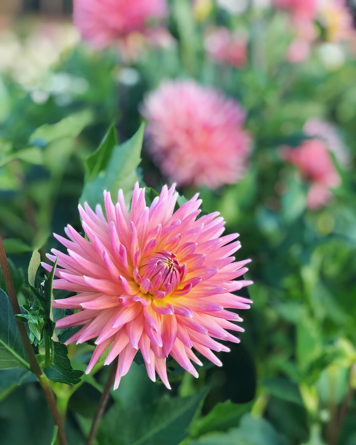 Peggy’s Peach Dahlia Tuber Store Triple Wren Farms