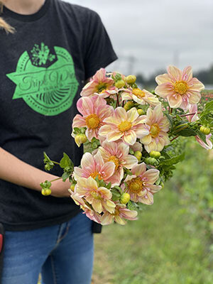 Appleblossom Dahlia Tuber Store Triple Wren Farms