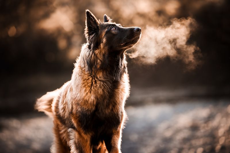 Online Zert. Coach für ganzheitliche Tiergesundheit