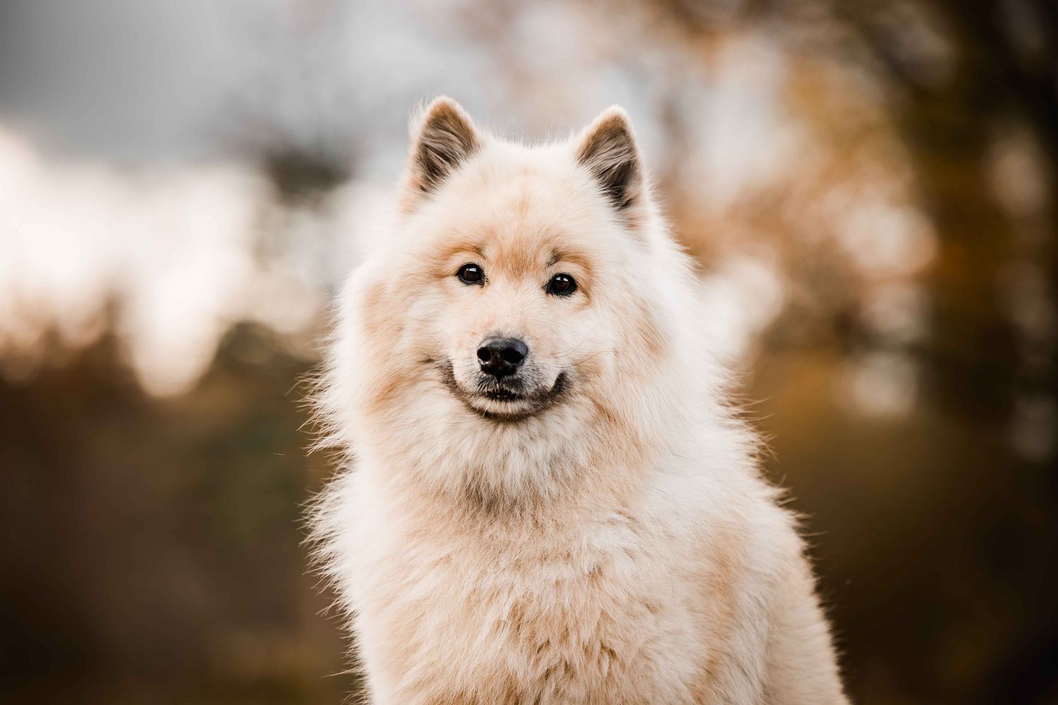 Online Einführung - ätherische Öle für Tiere