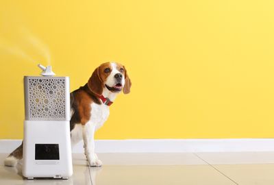 Basiskurs ätherische Öle für Tiere