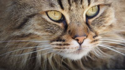 Die Katze ganzheitlich verstehen