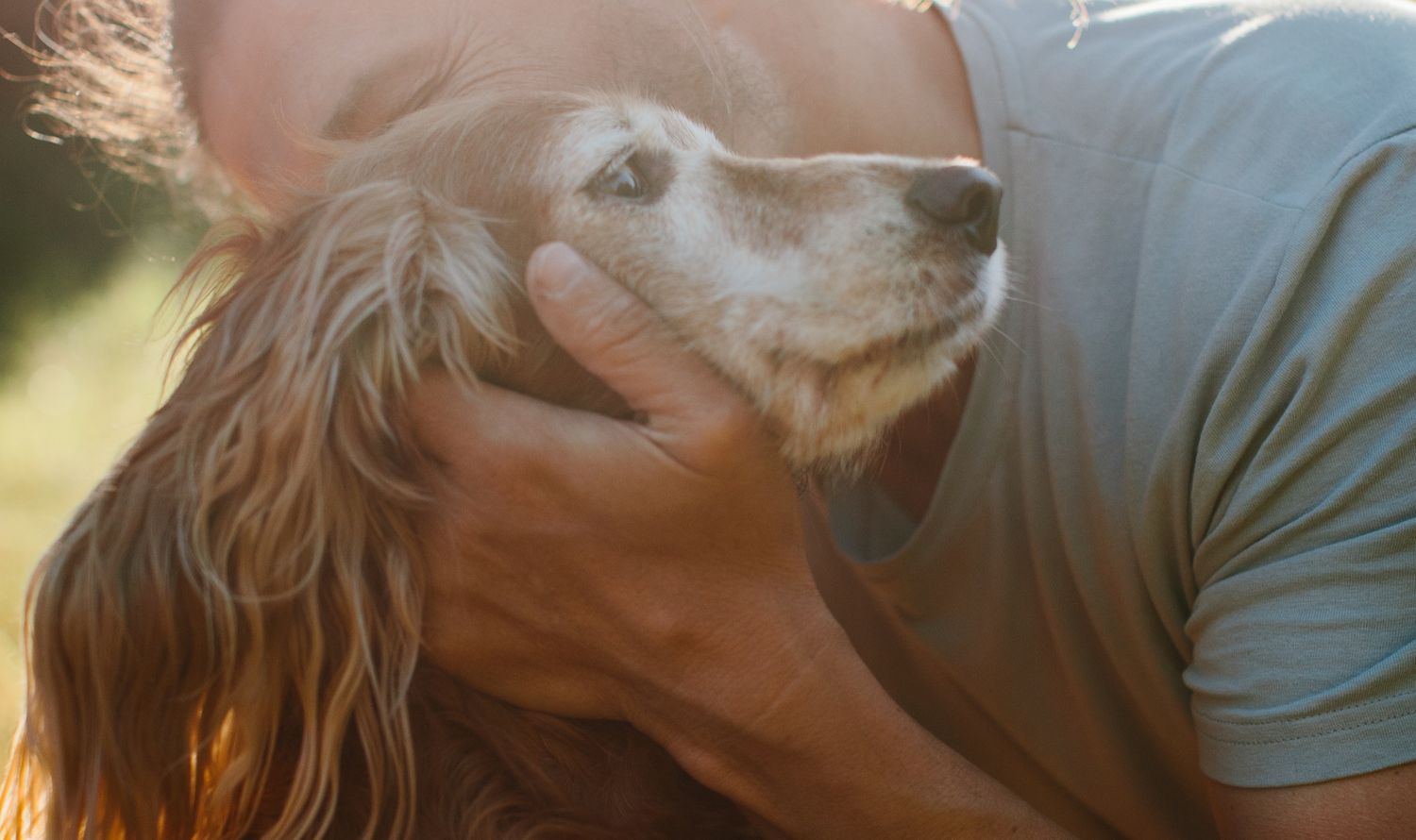 Den Hund ganzheitlich verstehen