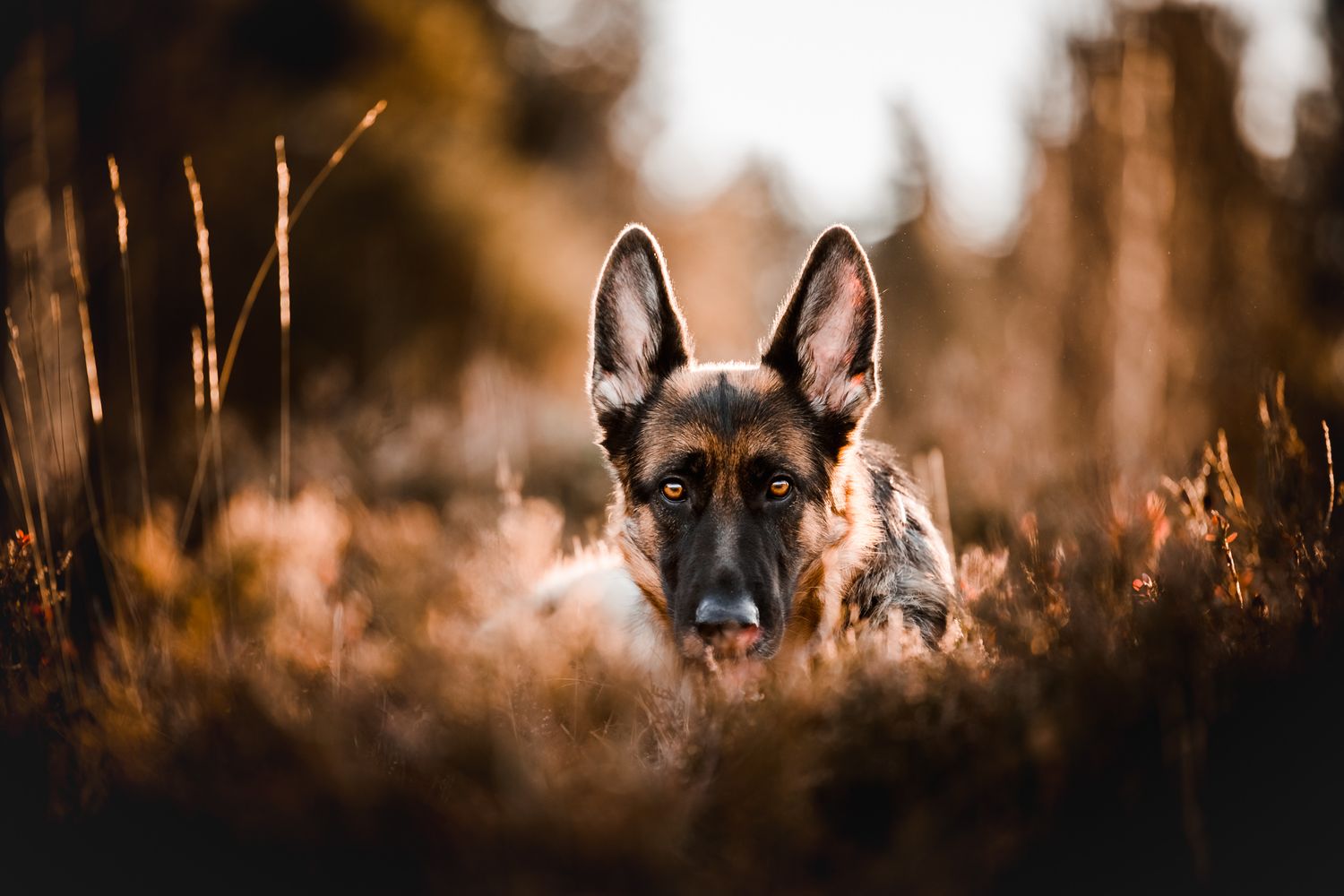 ONLINE Schnuppertag Tierkommunikation