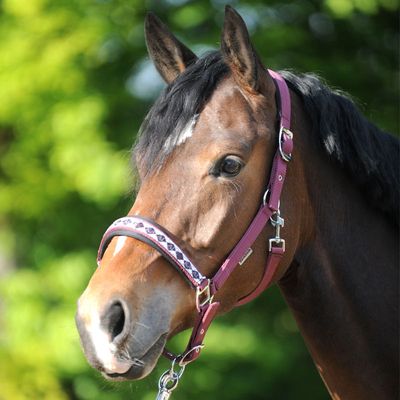 Kavalkade Halter &quot;Classic&quot; with leadrope
