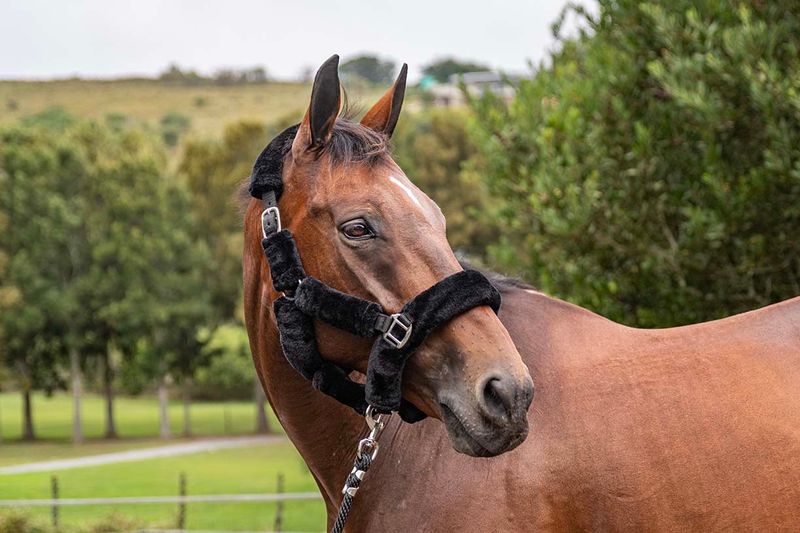 Halter Fluffy with leadrope