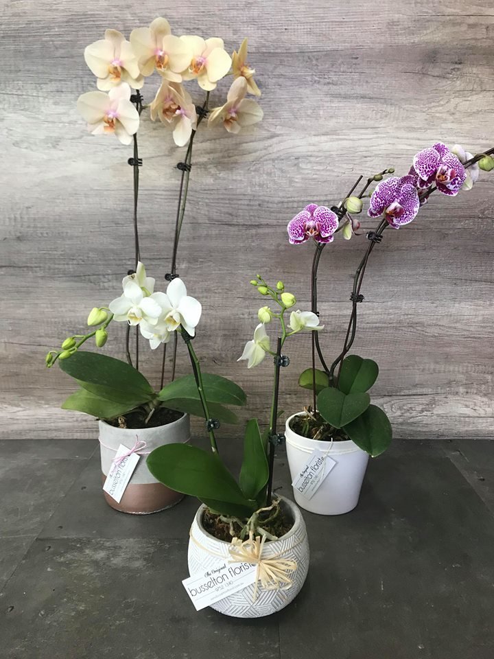Orchid Plants Orchid Plants