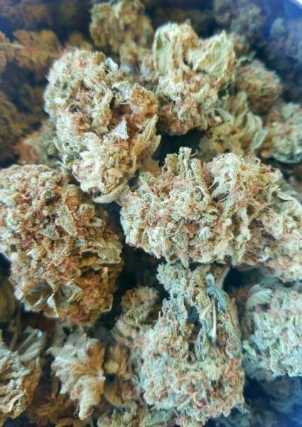 Great White Shark